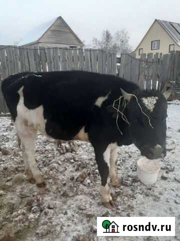 Быки Хомутово - изображение 1