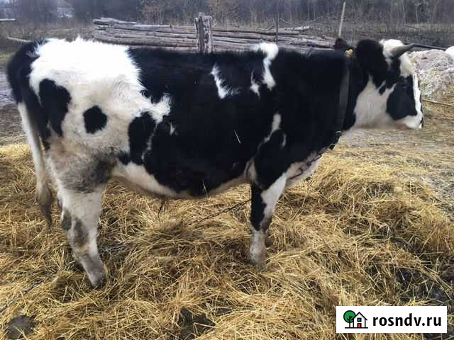 Бычёк 10мес на откорм или мясо Старый Оскол - изображение 1