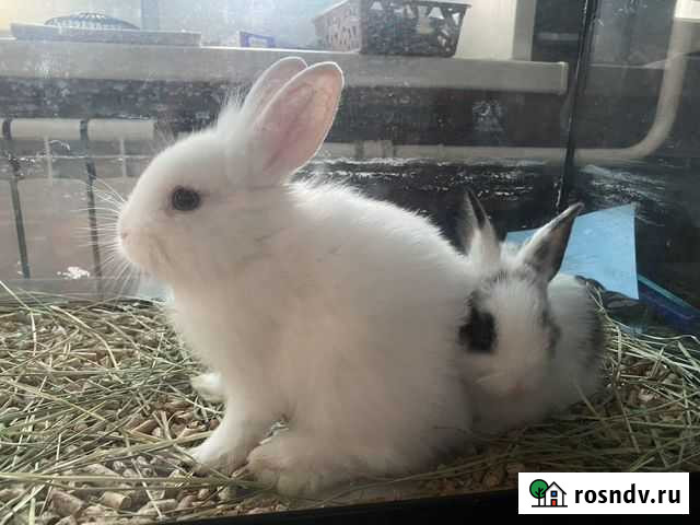 Кролик львиноголовый с голубыми глазами и декорати Видное - изображение 1