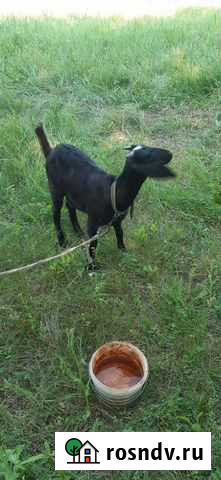 Англо нубийские козочки Крымск - изображение 1