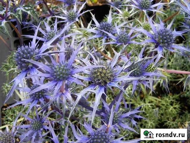 Семена синеголовника Волгоград - изображение 1