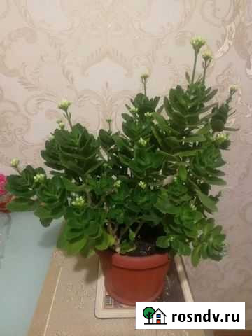 Каланхоэ цветущий Челябинск - изображение 1