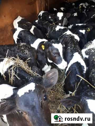 Продаем бычки и телочки Саратов - изображение 1