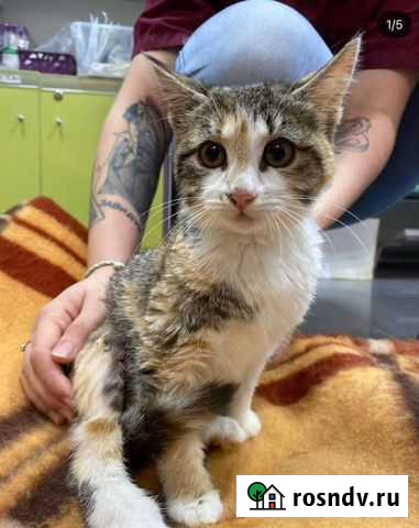 Чудесная красоточка Анапа - изображение 1