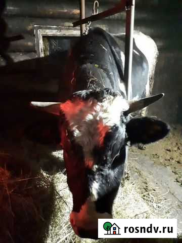 Бычки и быки Устюжна - изображение 1