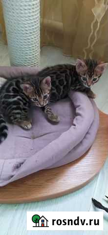 Бенгалята с документами Тюмень - изображение 1