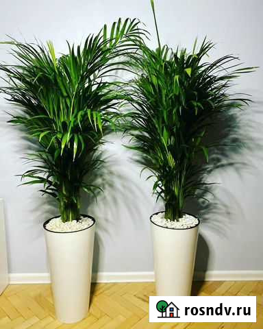 Пальма Арека Хризалидокарпус в кашпо Москва - изображение 1