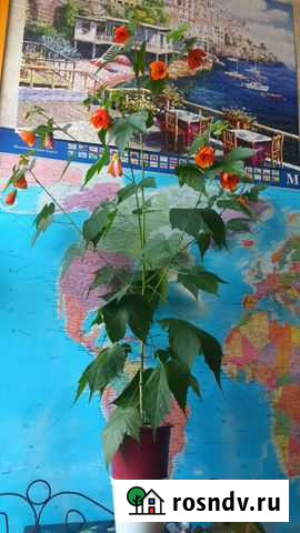 Абутилон (комнатный клен) Санкт-Петербург - изображение 1