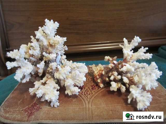 Коралл Волгоград - изображение 1