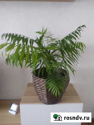 Хамедорея Арзамас - изображение 1