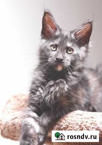 Дымная девочка мейн кун Москва - изображение 1