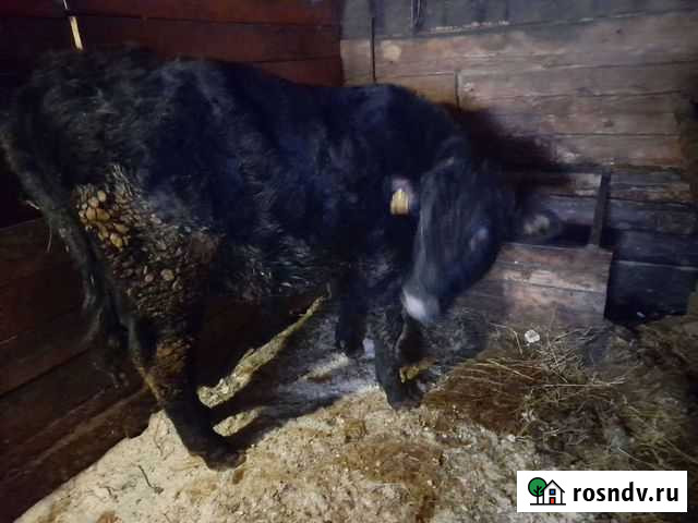 Бык Санкт-Петербург - изображение 1