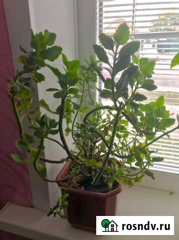 Каланхоэ Алексеевка - изображение 1