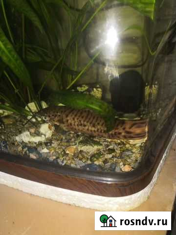 Аквариум Новороссийск - изображение 1