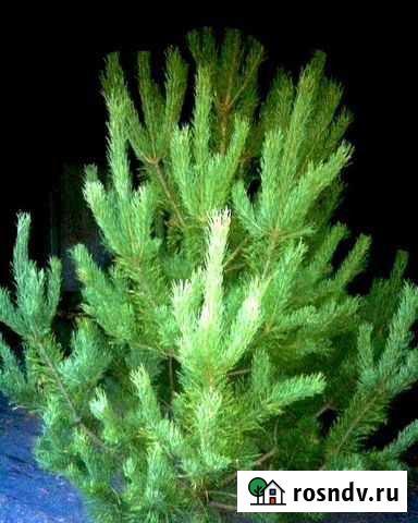 Русская Сосна 268-269см Москва - изображение 1