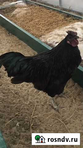 Петух Лью Янг Брянск - изображение 1