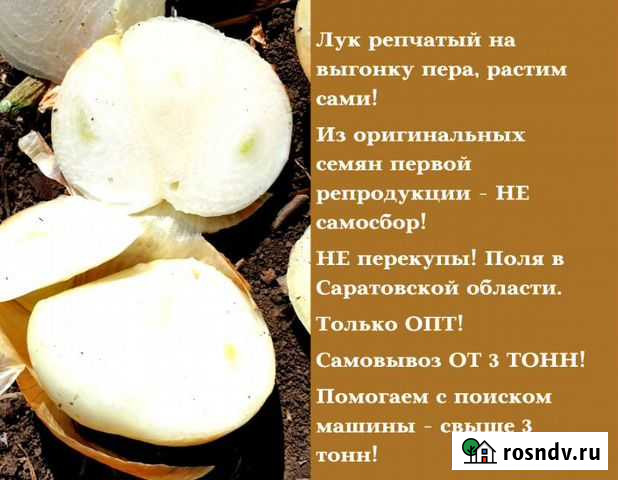 Лук на выгонку Штутгард Стардаст Каратал Плутон Степное - изображение 1