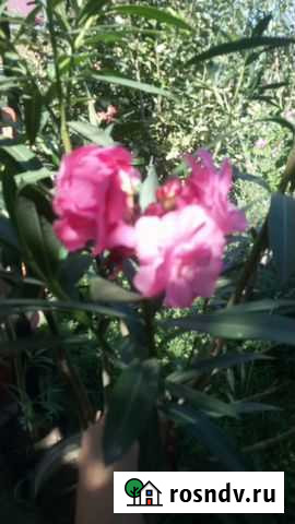 Продаю саженцы олеандра Новобессергеневка - изображение 1