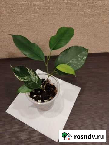 Фикус Эльдорадо Волгоград - изображение 1