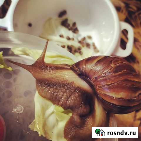 Улитка Улан-Удэ - изображение 1