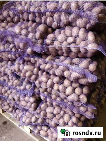 Картофель Погар - изображение 1