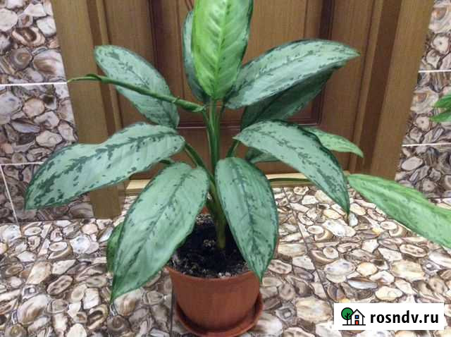 Аглаонема Казань - изображение 1