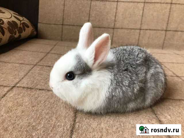 Декоративные кролики Тбилисская - изображение 1