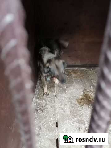 Собаки бесплатно Новомосковск - изображение 1