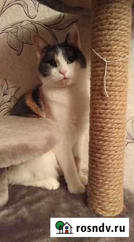 Варечка и Кнопочка Липецк - изображение 1