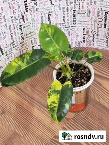 Филодендроны Краснодар - изображение 1