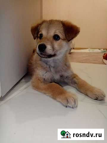 Собака в добрые руки Казань - изображение 1