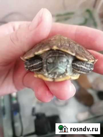 Красноухая черепаха с аквариумом Тобольск - изображение 1