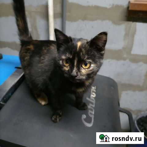 Кошка Омск - изображение 1