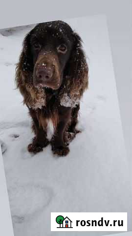 Вязка Калининград - изображение 1