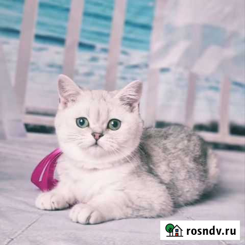 Серебряная шиншилла. SFS 71 ns 11 Москва - изображение 1