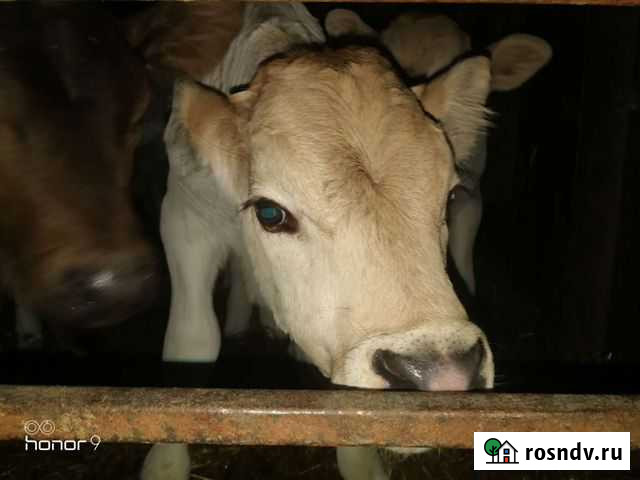 Швицы и многое другое Пенза - изображение 1