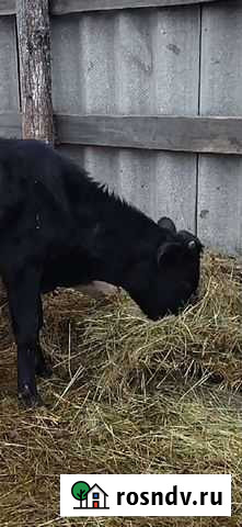 Бычки 2 месячные и 6 месячные Никольск - изображение 1