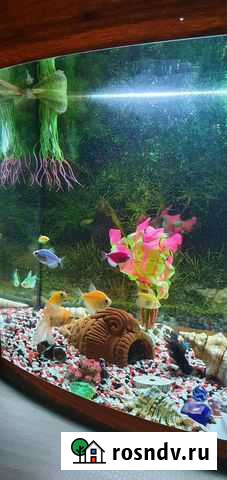 Украшение для аквариума Белореченск - изображение 1