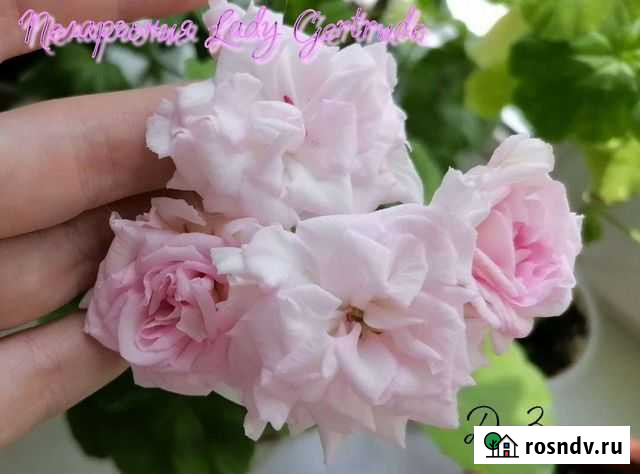 Пеларгония. леди Гертруда Пенза - изображение 1