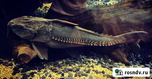 Оксидорас Нигер Видное - изображение 1