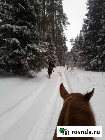 Прогулки на лошадях Новочебоксарск - изображение 1