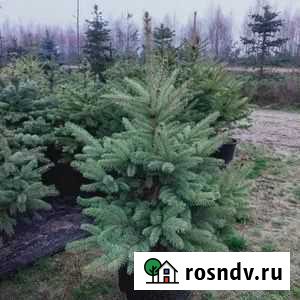 Голубая ель в кадке 98-99см Москва - изображение 1