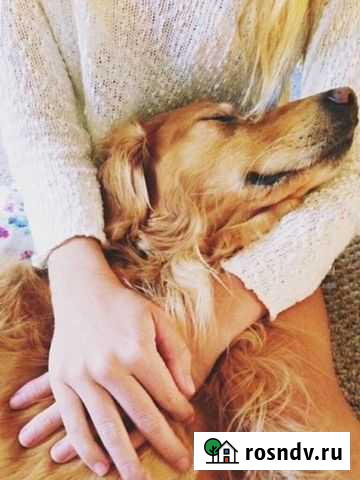 Выгул собак Майкоп - изображение 1