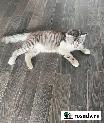 Котенок в заботливые руки Воронеж - изображение 1