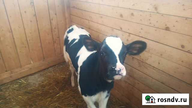 Бычки и телята Похвистнево - изображение 1