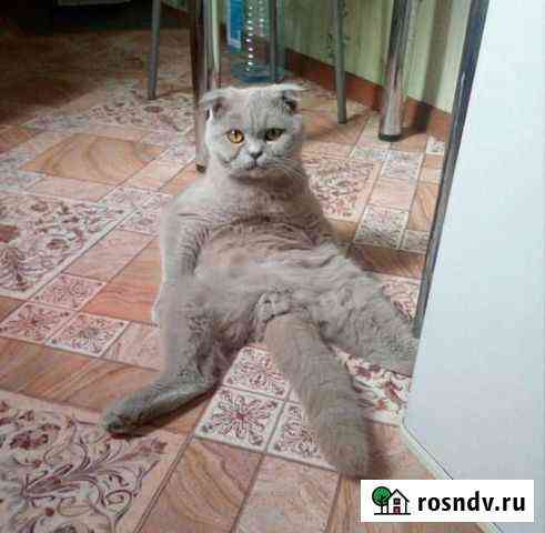Котик на вязку Красновка