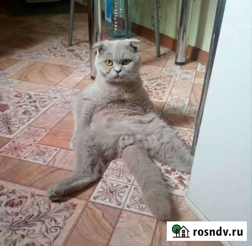 Котик на вязку Красновка - изображение 1