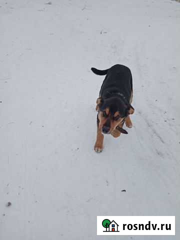 Щенок в добрые руки Смоленск - изображение 1