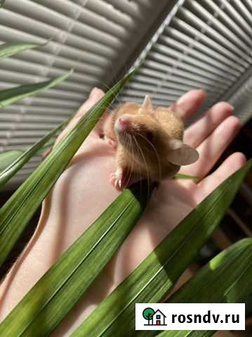 Мыши и песчанки Махачкала - изображение 1