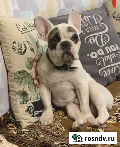 Французский бульдог кабель вязка Кашира - изображение 1